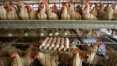 Chicken farm