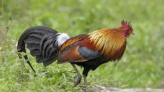 Chicken--Red Jungle Fowl