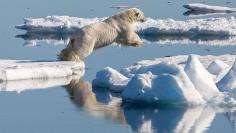 Polar bear chasing food