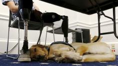 Knoxville, a trained service dog, sleeps at the feet of LeRoy during a U.S. House Military Veterans Caucus briefing on legislation promoting service dogs for military veterans on Capitol Hill in Washington