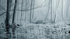 Swamp