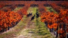 FILE PHOTO: A group of Kangaroos can be seen between rows of vines at the Charles Melton vineyard located in the Barossa Valley, north of Adelaide in Australia