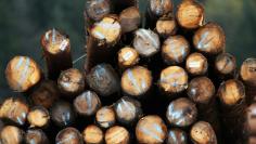 FILE PHOTO: A pile of Canadian logs is pictured in Squamish British Columbia