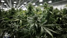 Flowering marijuana plants are pictured at the Canopy Growth Corporation facility in Smiths Falls