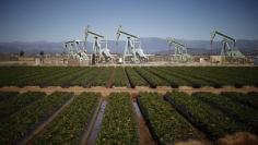 Oil pump jacks are seen next to a strawberry field in Oxnard