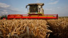 A farmer harvests wheat in Marquion, near Cambrai