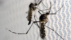 Aedes aegypti mosquitoes are seen inside Oxitec laboratory in Campinas, Brazil, February 2, 2016. REUTERS/Paulo Whitaker/File Photo