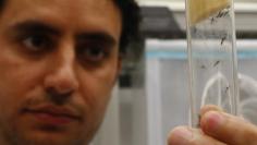 A scientist displays Aedes aegypti mosquitoes inside the IAEA laboratory in Seibersdorf