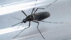 An edes aegypti mosquito is seen inside a test tube as part of a research on preventing the spread of the Zika virus and other mosquito-borne diseases at a control and prevention center in Guadalupe, neighbouring Monterrey, Mexico, March 8, 2016. REUTERS/