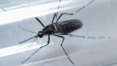 FILE PHOTO - An Aedes aegypti mosquito is seen inside a test tube as part of a research on preventing the spread of the Zika virus and other mosquito-borne diseases at a control and prevention center in Guadalupe, neighbouring Monterrey, Mexico, March 8, 