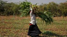 A woman carries fodder in a field at Kolat Village on the outskirts of Ahmedabad, India January 27, 2018. Picture taken January 27, 2018. REUTERS/Amit Dave