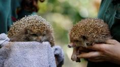 Zoo workers hold Sherman, the overweight hedgehog, and an average sized hedgehog at the Ramat Gan Safari Zoo