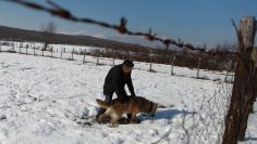 Hysni Rexha plays with his wolf Trump in Gjakova