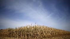 Rows of corn wait to be harvested in a field in Minooka, Illinois