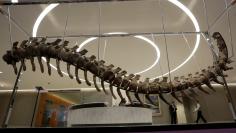 Fossilized tail of a sauropod of the Atlasaurus imelakei species is displayed at the lobby of the BBVA Bancomer tower in Mexico City