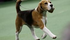 Miss P, a 15-inch Beagle who won "Best in Show", is run during the final judging at the139th Westminster Kennel Club Dog Show at Madison Square Garden in the Manhattan borough of New York February 17, 2015.  REUTERS/Mike Segar 