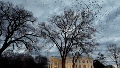 Birds fly over the White House in Washington