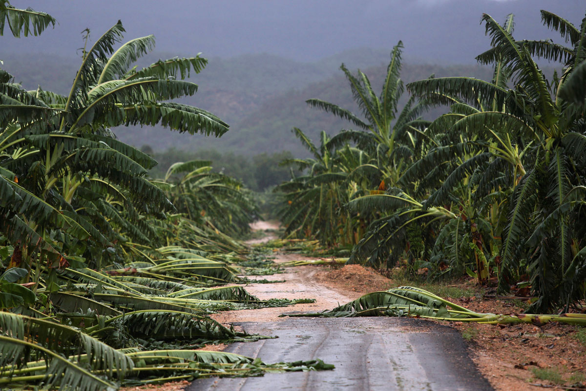 A view of partially destroyed banana trees at a road side after the passage of hurricane Matthew on the coast of Guantanamo province