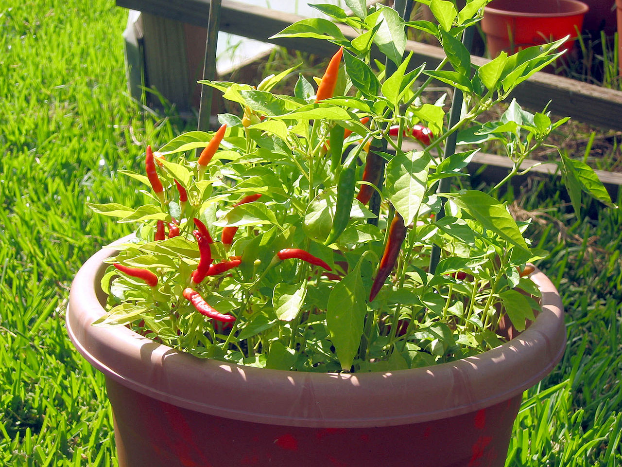 3. Piri Piri - Red devil peppers