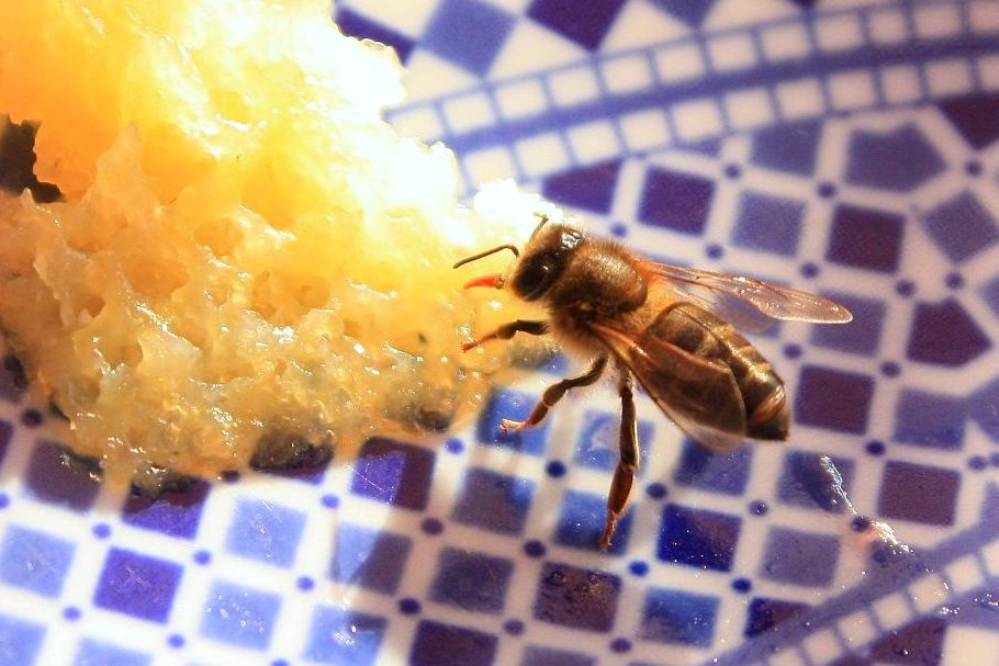 Africanized Honey Bee