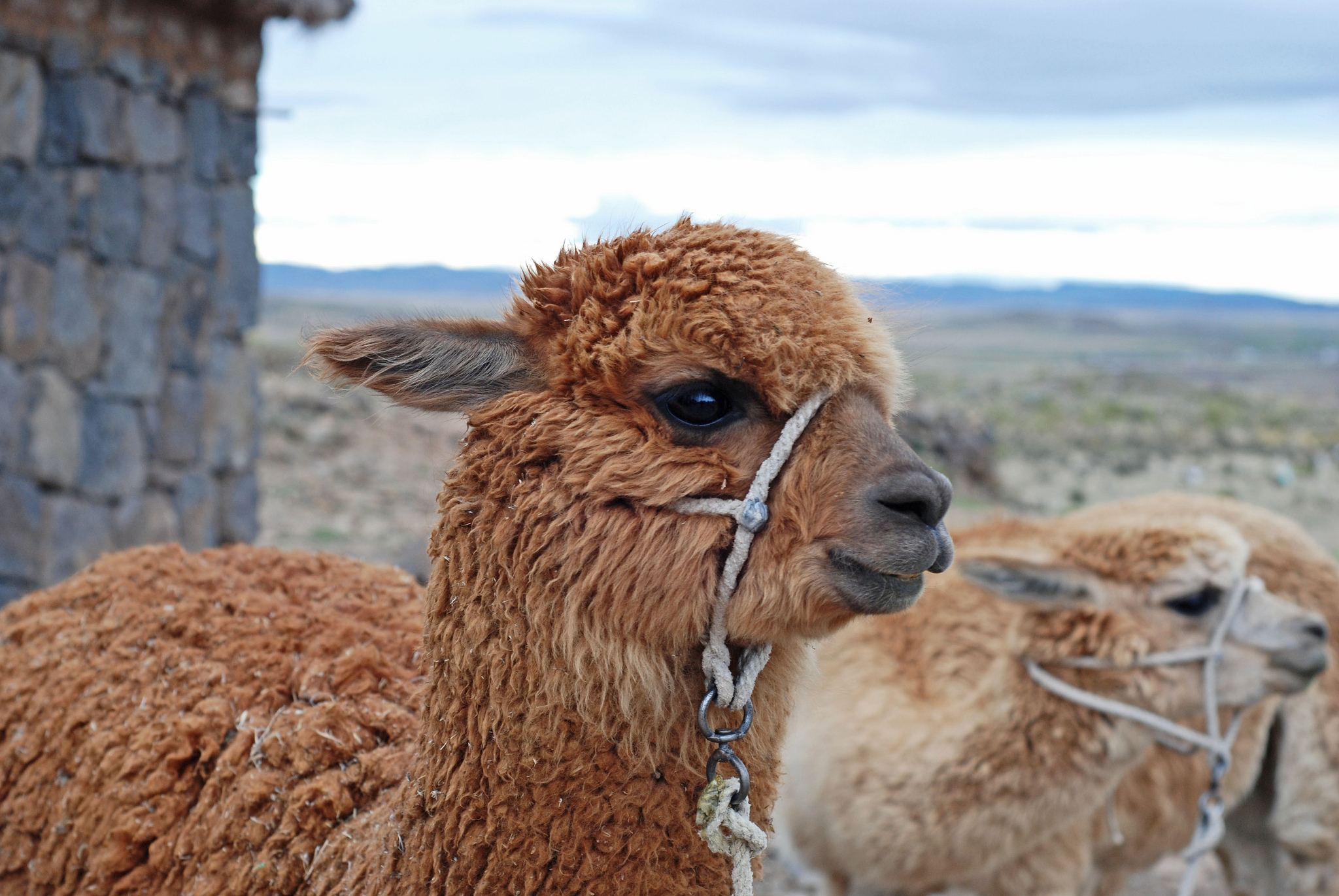 $50,000 on Alpaca Poop Paks