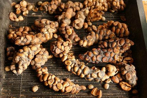 Kopi Luwak Coffee - $100 to $600 a pound