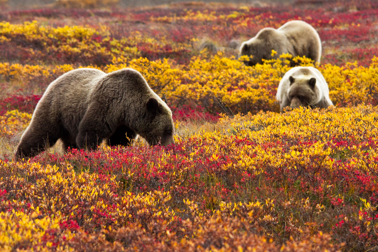 Grizzly Bears Grazing in Denali National Park