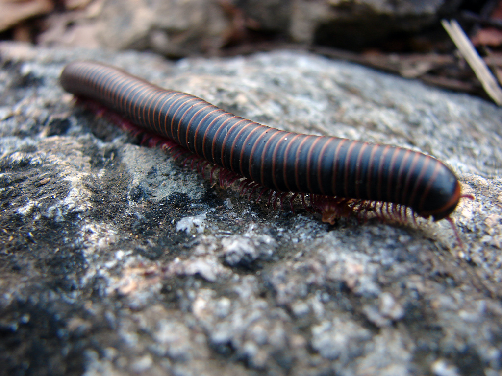 Centipedes and Millipedes