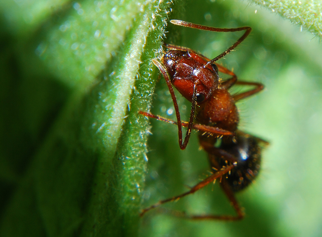 Red Fire Ants