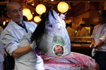 Bluefin Tuna - $3,500 a pound