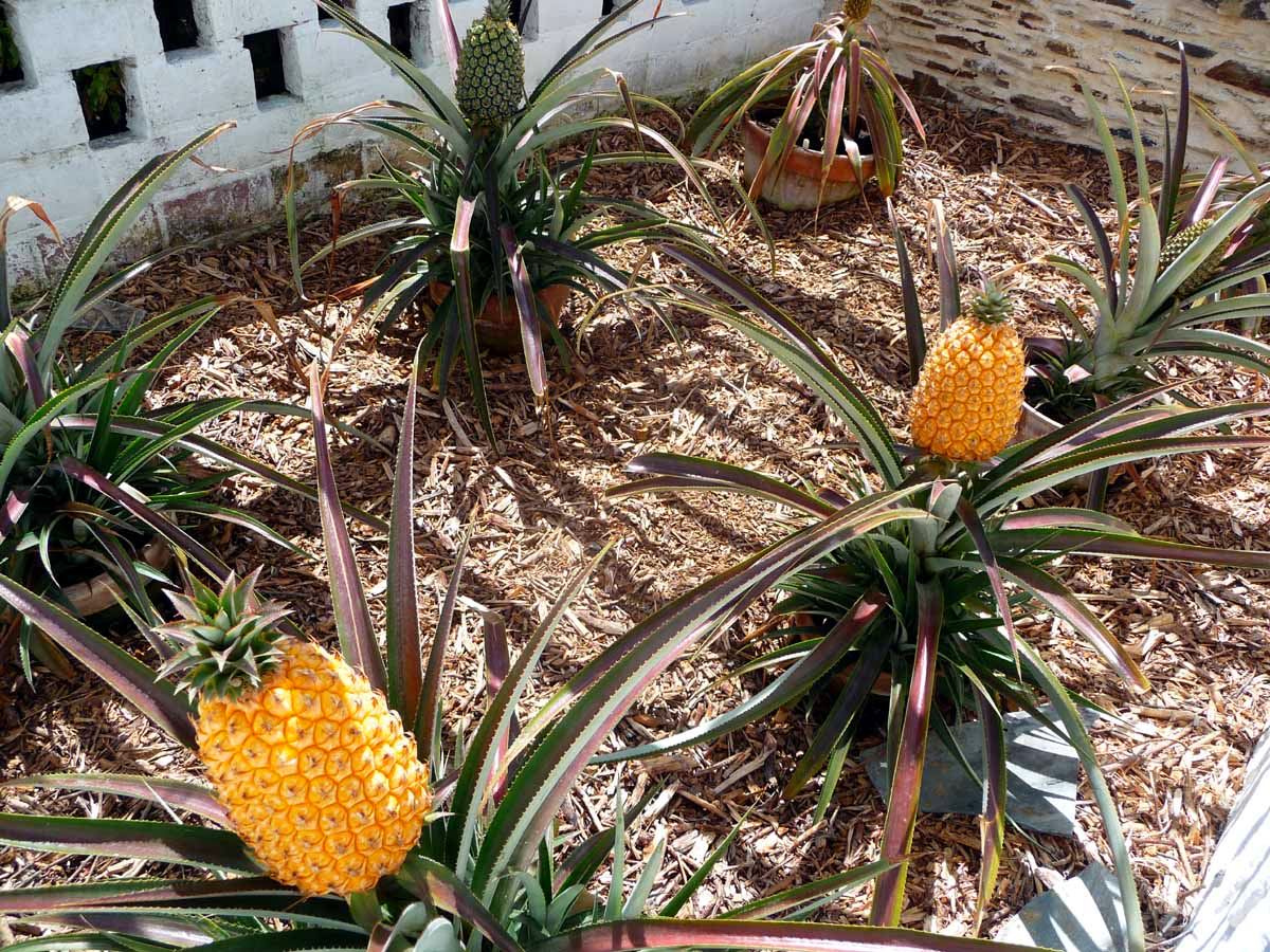 Pineapples - $16,000 a pineapple