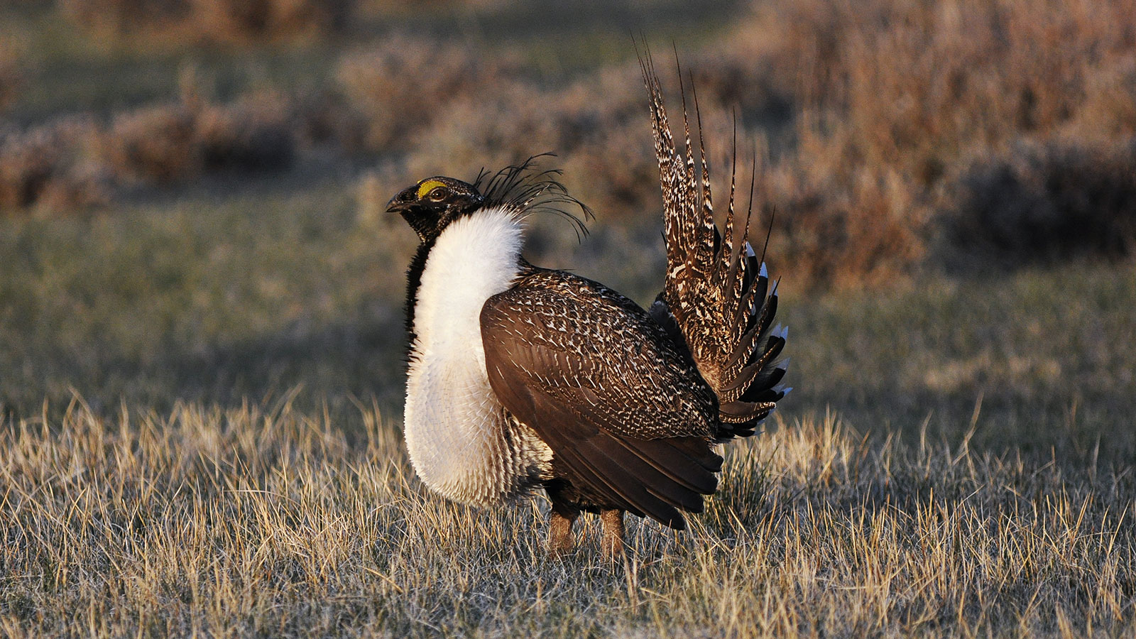 Battle of the Sage Grouse: Can a 5-Pound Bird Be a Threat to National ...