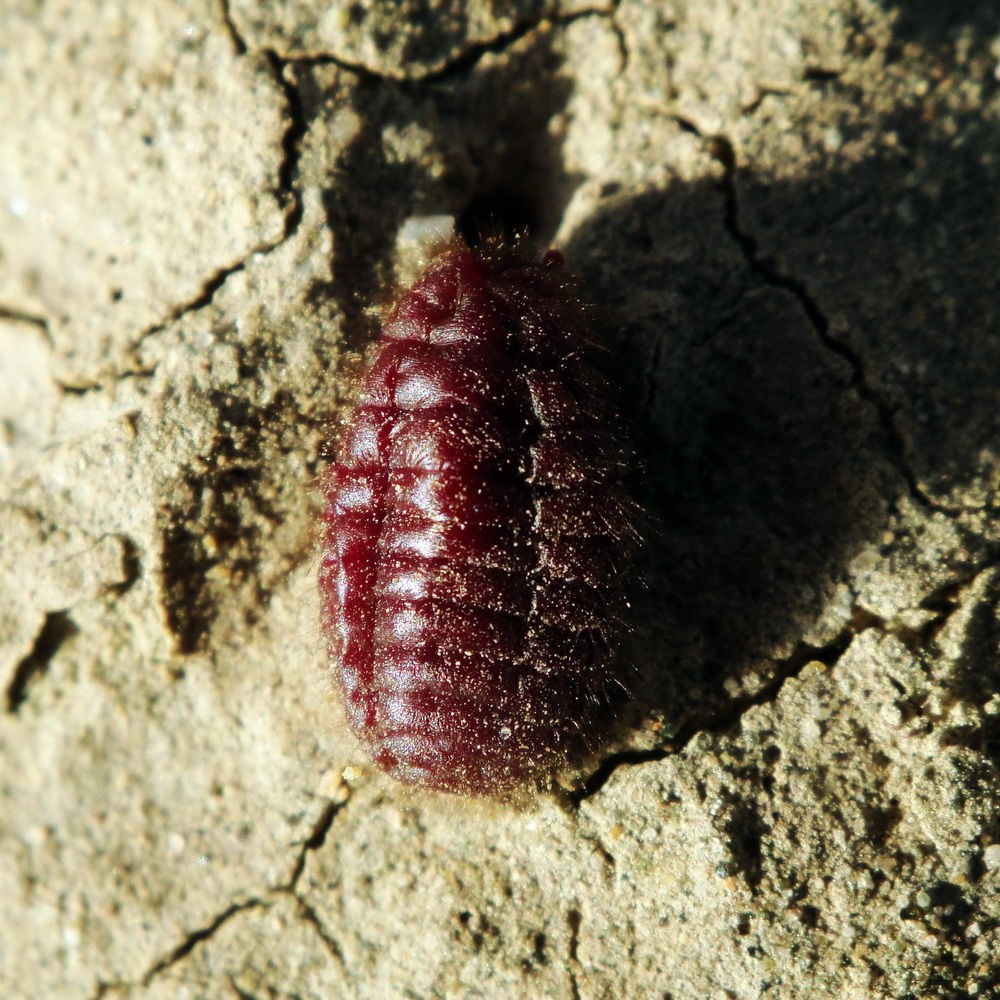 carmine beetle