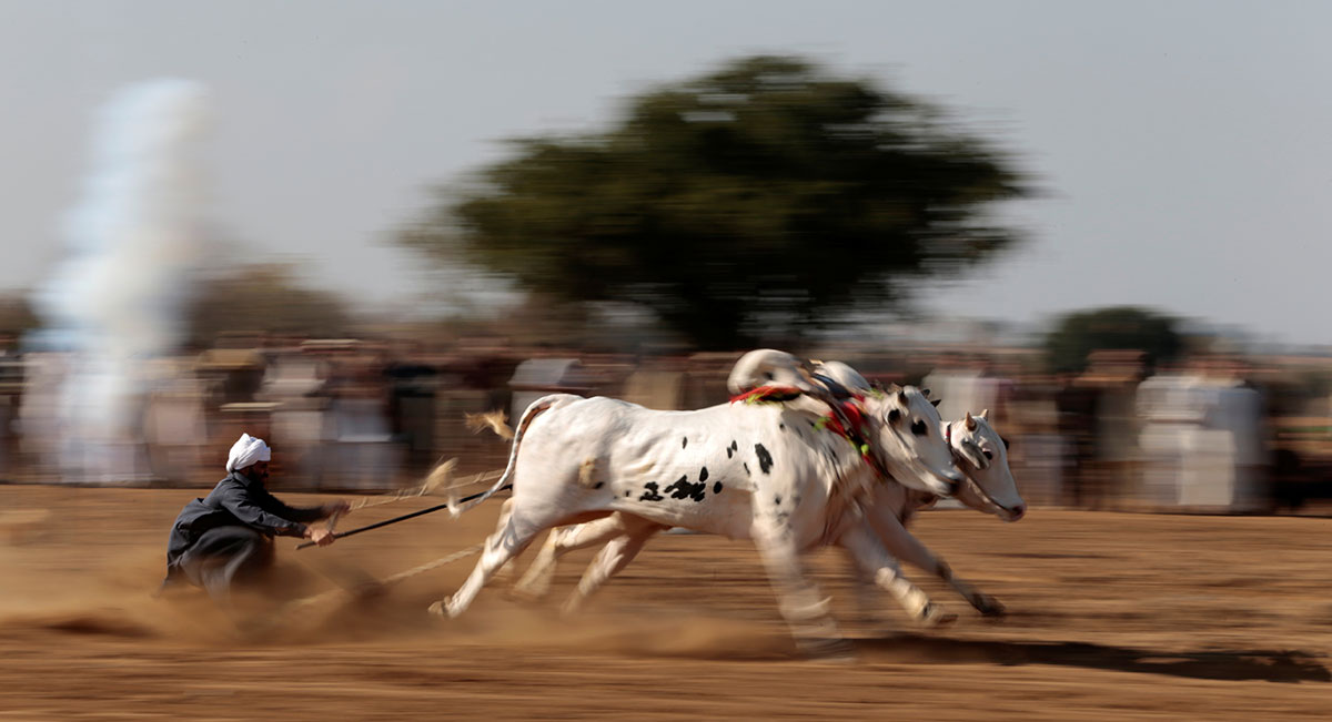 A bull savar (jockey) guides his bulls as he competes in a bull race in Pind Sultani,