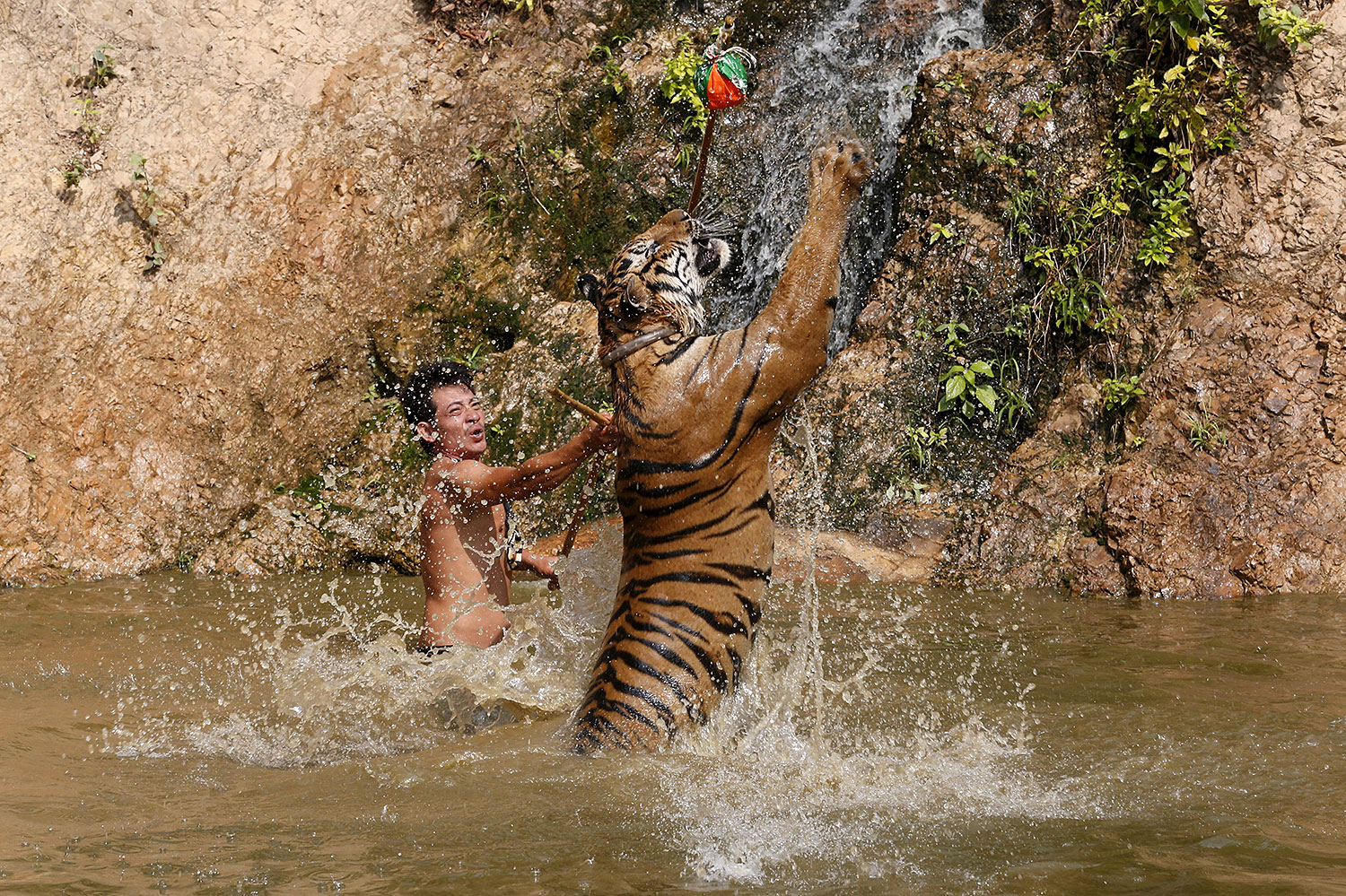 тайланд тигры