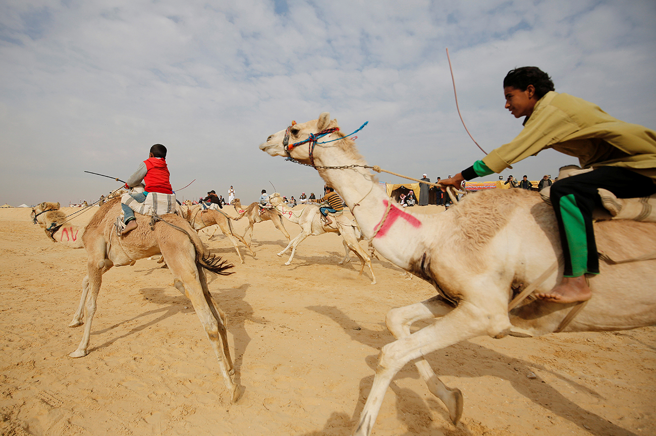 Jockeys, most of whom are children, compete on their mounts during the opening of the International Camel Racing festival at the Sarabium desert in Ismailia