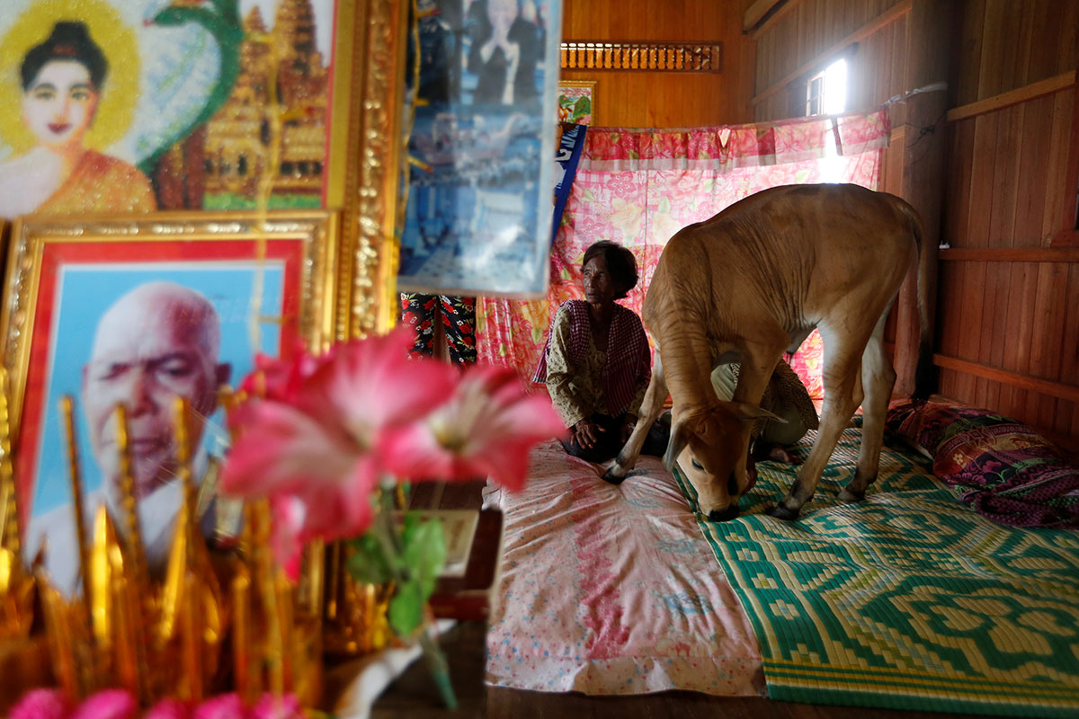 Khim Hang, 74, sits at her bedroom with a cow which she believes is her reborn husband in Kratie province, Cambodia