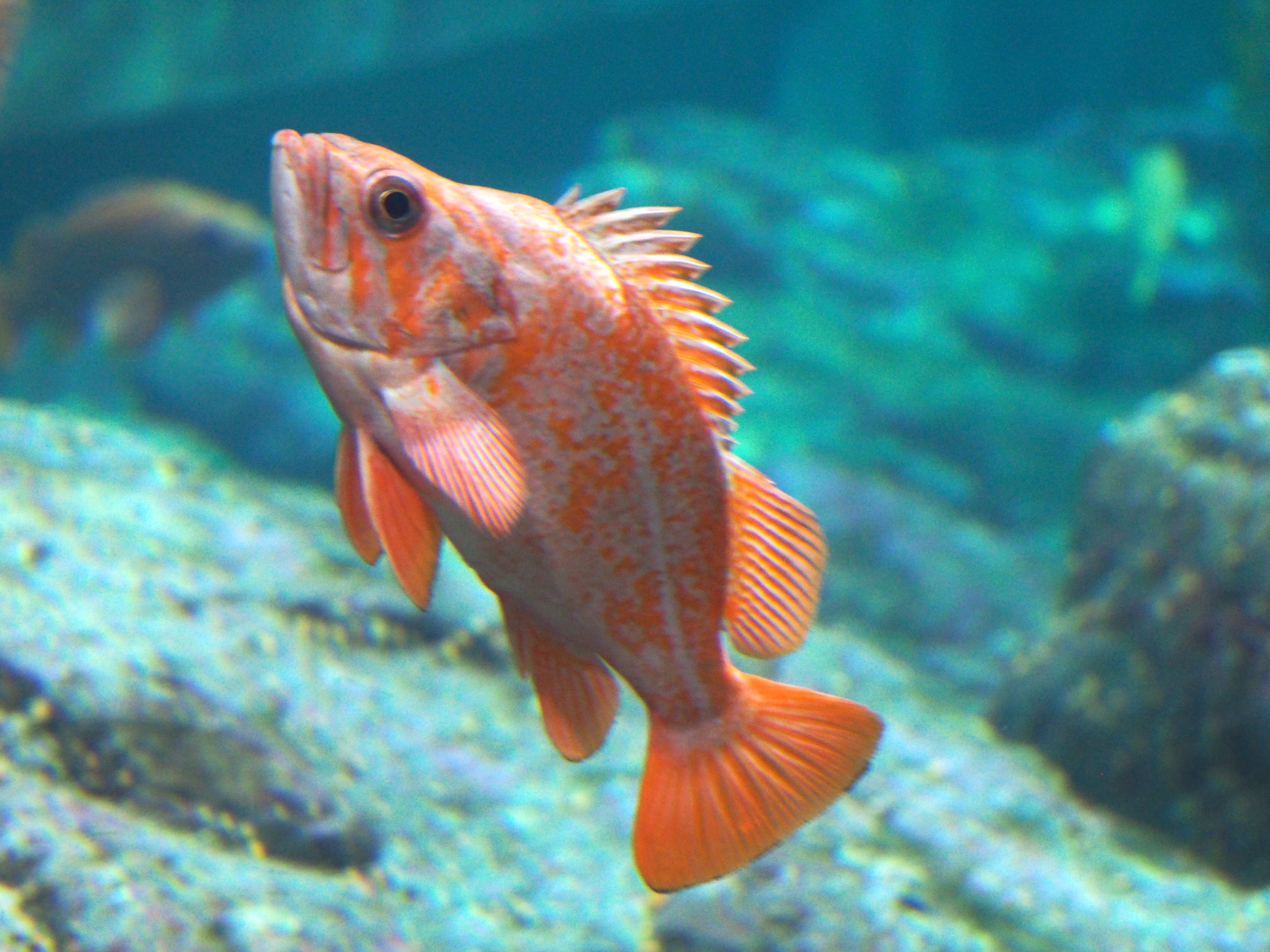 Chilipepper Rockfish