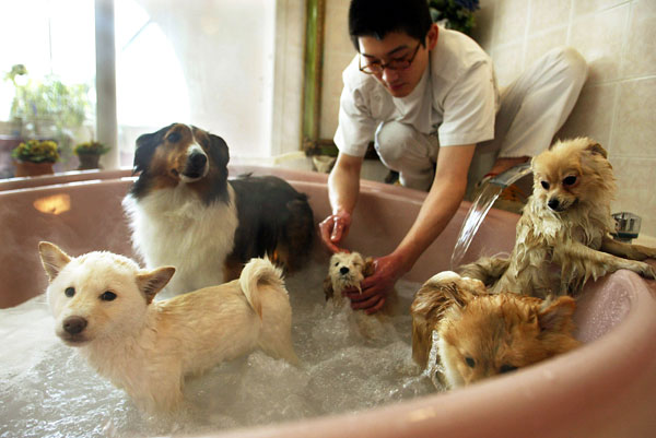 		&lt;p&gt;Puppies enjoy a jacuzzi bath of tea tree oil and Japanese cypress after exercising on a doggie treadmill at Ken21, a pet store, pet health food vendor and pet hotel in Tokyo February 8, 2003. As Japan undergoes a pet boom and obesity among pampered d