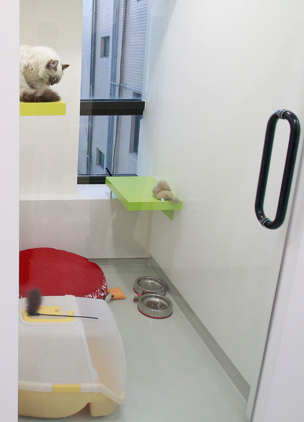 		<p>A cat rests in its pet hotel room at luxury pet care centre "Irion" in Seoul February 9, 2011. The centre, which has a hospital, luxury hotel, kindergarten, grooming room, training room and a store, all for pets, opened on Wednesday to cater to the r