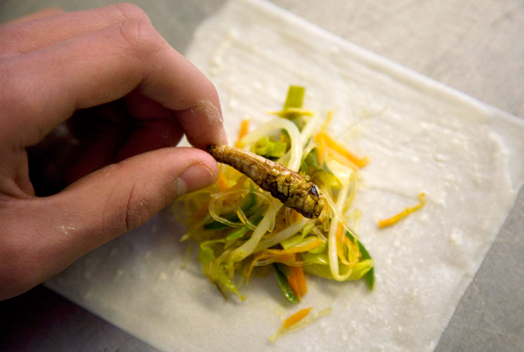 A student prepares a spring roll with roasted grasshoppers at the Rijn IJssel school for chefs in Wageningen January 12, 2011. The school believes that eating bugs can help better your health, cut global carbon emissions and slash your food budget. To att
