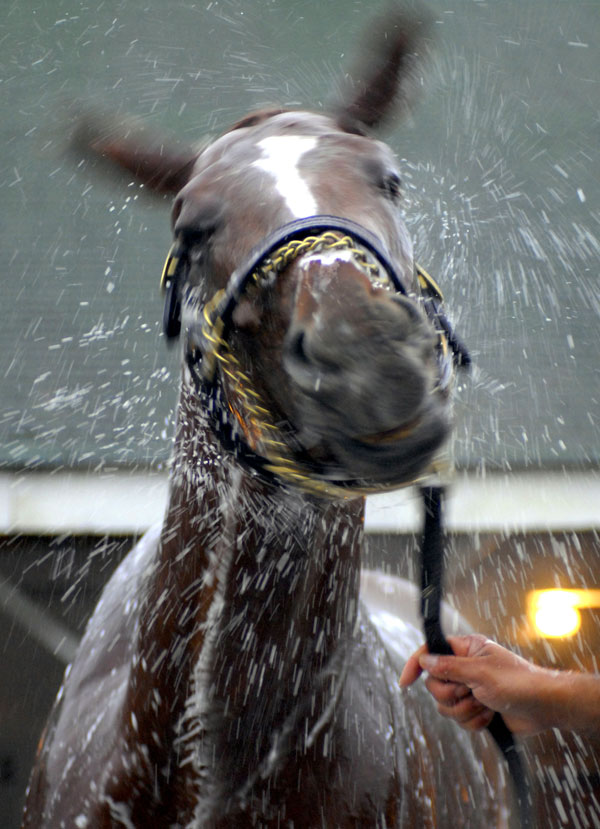 		<p>Kentucky Derby hopeful Curlin is held by a groom while being washed after early morning workouts at Churchill Downs in Louisville, Kentucky, May 4, 2007.      </p>