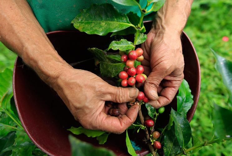 It takes 5 years for a coffee tree to mature, and while the trees can grow to 30 feet tall, they&#039;re usually kept at 10 for easier picking. A day&#039;s wage for many of those who harvest the beans on the hillsides of South America? Equal to about the price of 