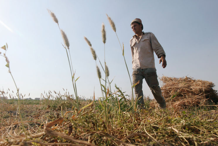 Wael Abo El Saoud, a 25 year-old farmer, harvests wheat on Miet Radie farm El-Kalubia governorate, about 60 km (37 miles) northeast of Cairo May 8, 2012. Wael studied for four years at Benha University where he received a degree in commerce. He hoped to f