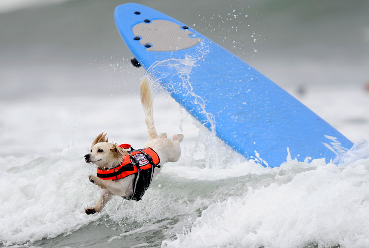Cody, a one-year-old Cockaweenie, bails during the surfing competition of the Purina Incredible Dog Challenge in San Diego, California, in this Purina handout taken June 8, 2012. This canine sporting event features a variety of events including dog surfin