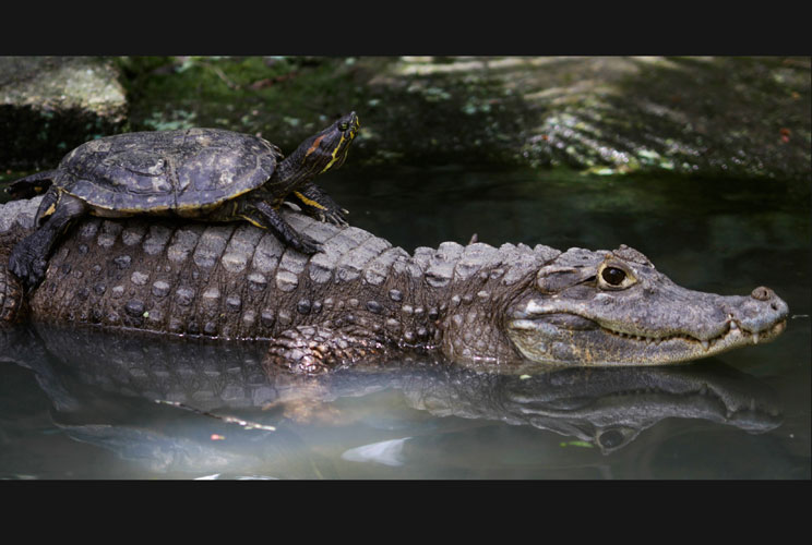 		&lt;p&gt;A turtle enjoys a peaceful, easy cruise atop an alligator&#039;s back at the Summit Zoo in Panama City.&lt;/p&gt;
