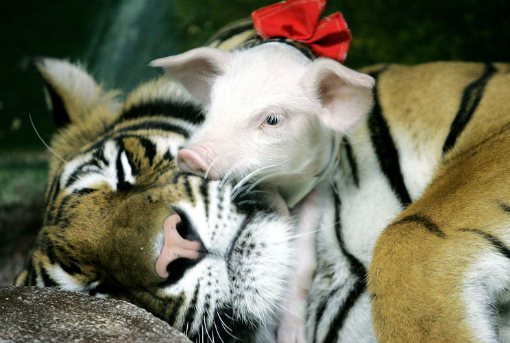 		&lt;p&gt;A piglet snuggles with its tiger buddy at Siracha Zoo, 50 miles east of Bangkok, the Thai capital. The zoo is trying to boost the number of visitors by showing how domestic animals such as pigs and wild animals such as tigers can live together in har