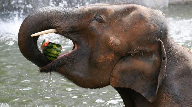 An Asian elephant eats a watermelon on a hot day at the Everland amusement park in Yongin