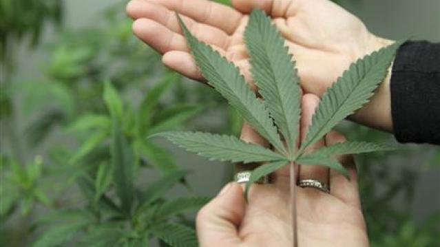 Illinois Senate approves marijuana for medical uses