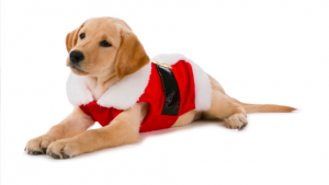 Holiday Plush Dog Santa Suit - $19.99